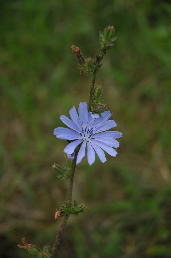 Blauer Stern Blauer Stern