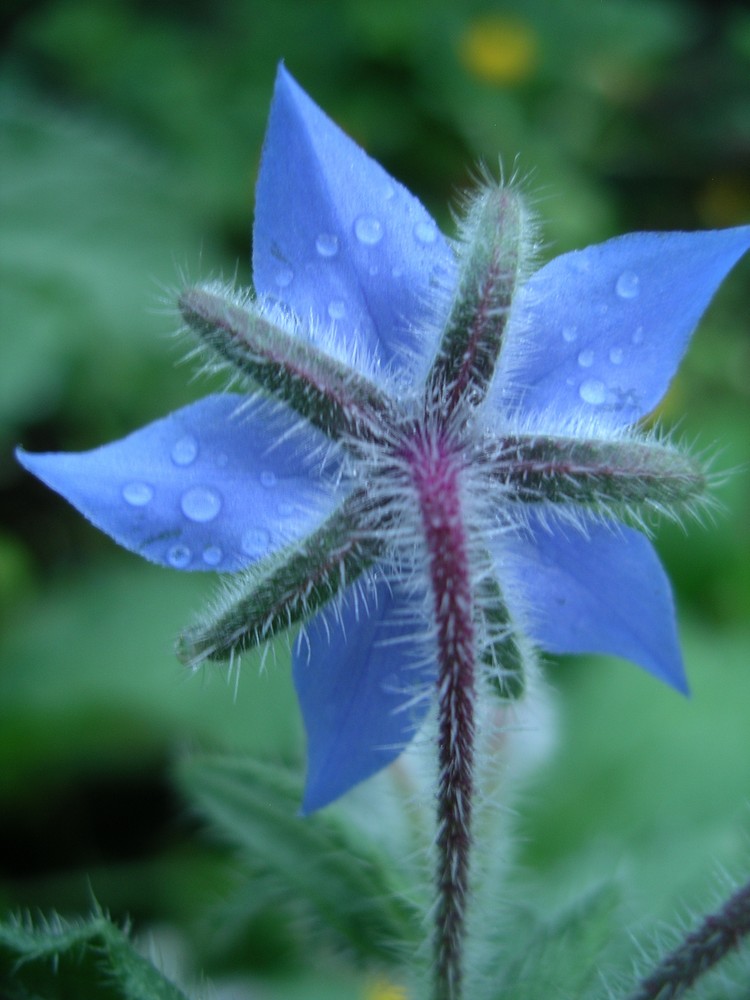 Blauer Stern