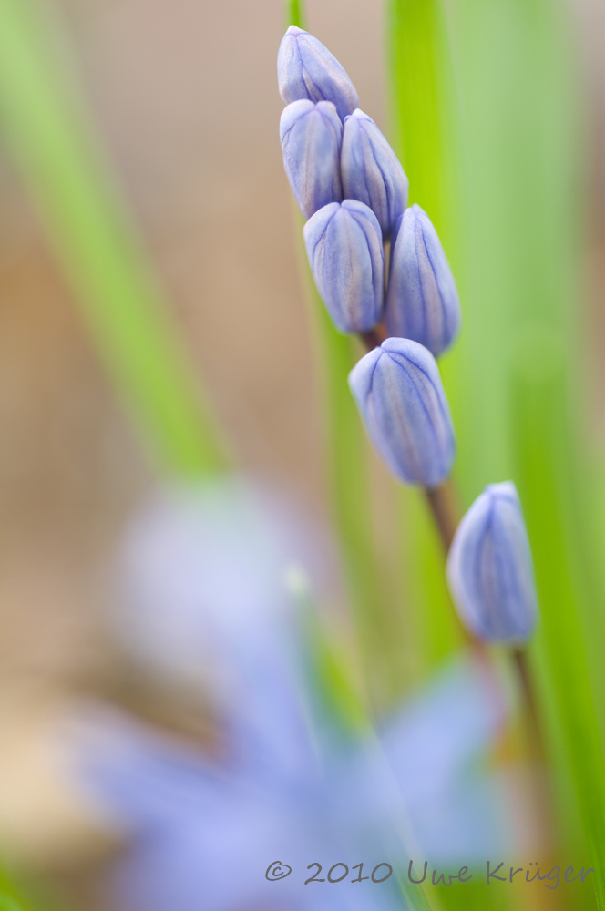 Blauer Stern