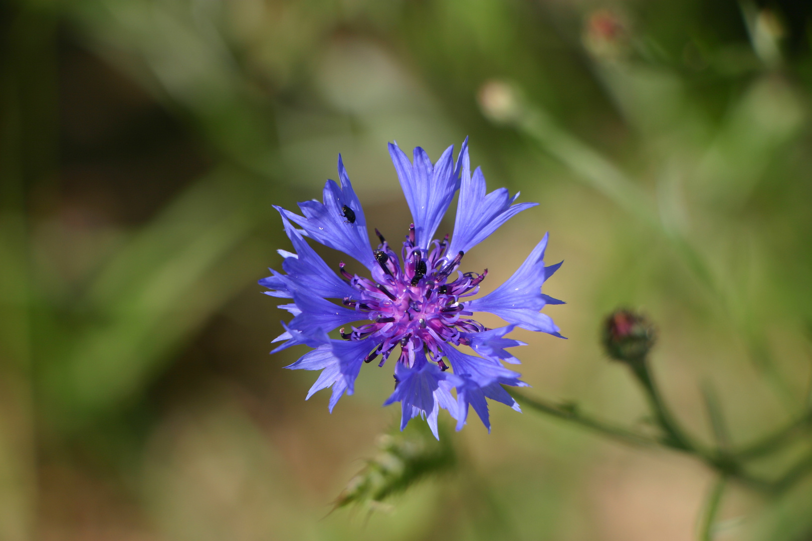 Blauer Stern