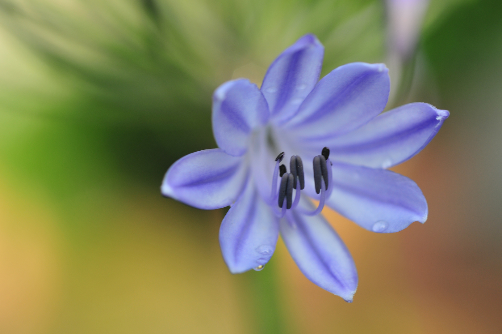 Blauer Stern