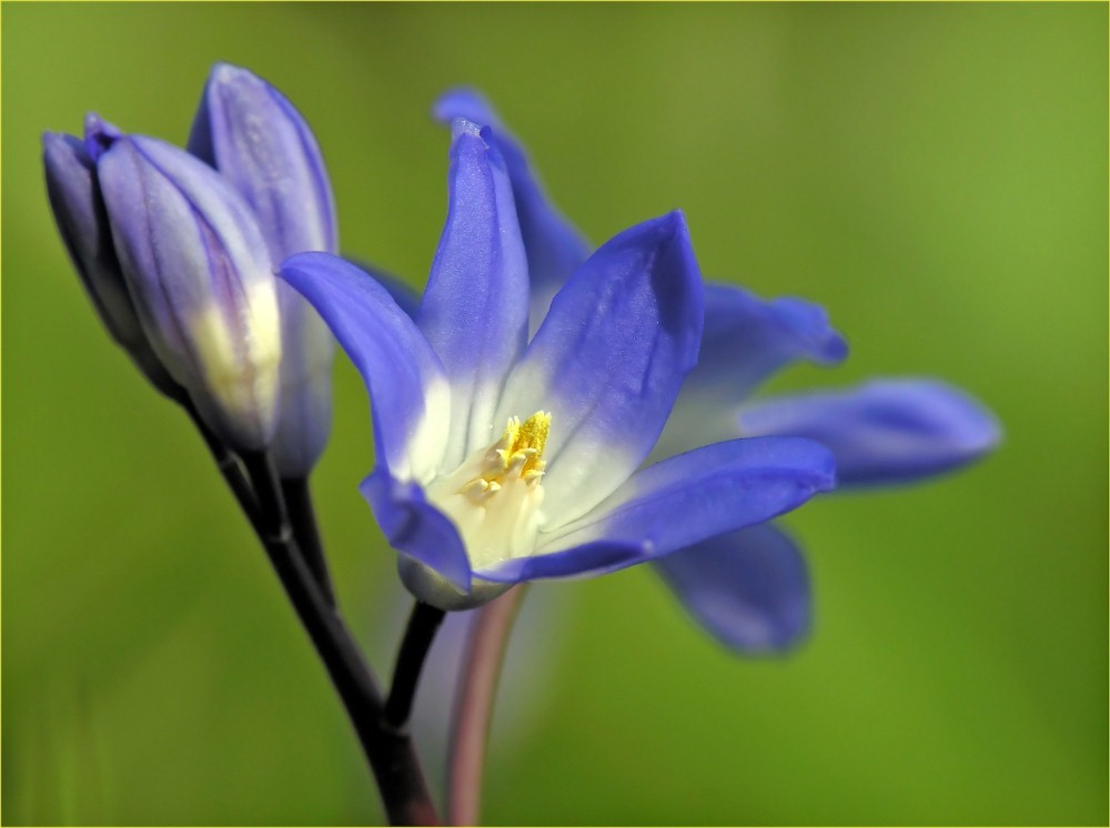 Blauer Stern