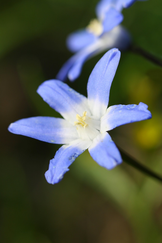 Blauer Stern