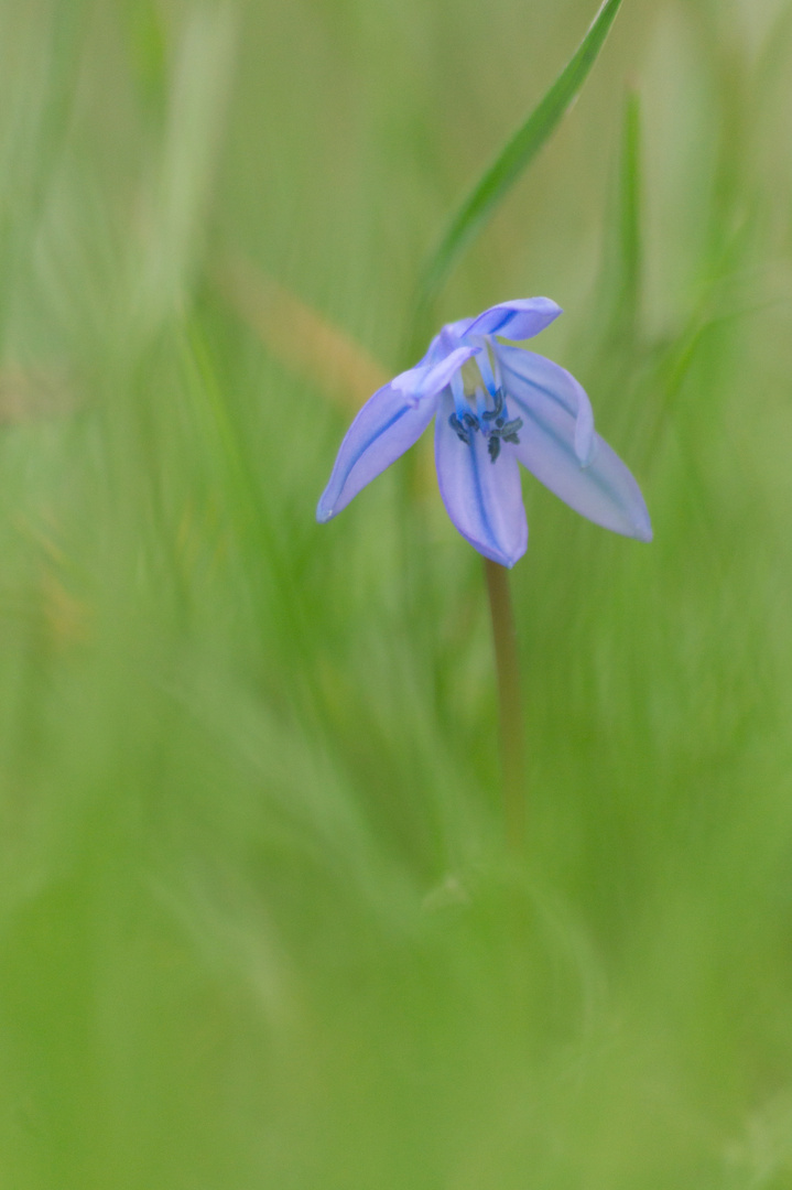 Blauer Stern im grünen Meer