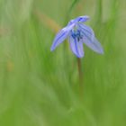 Blauer Stern im grünen Meer