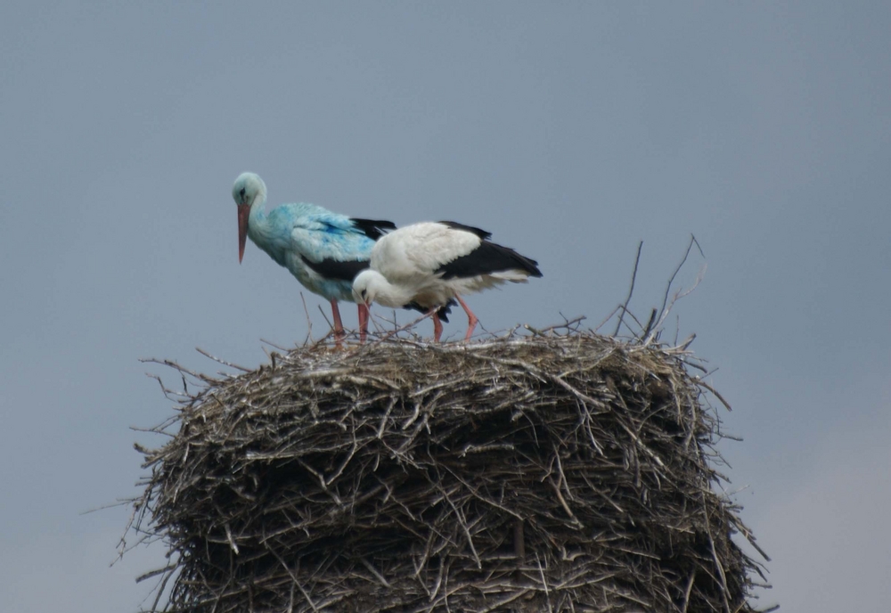 blauer Storch