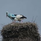 blauer Storch