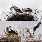 Blauer Storch mit Partnerin entdeckt