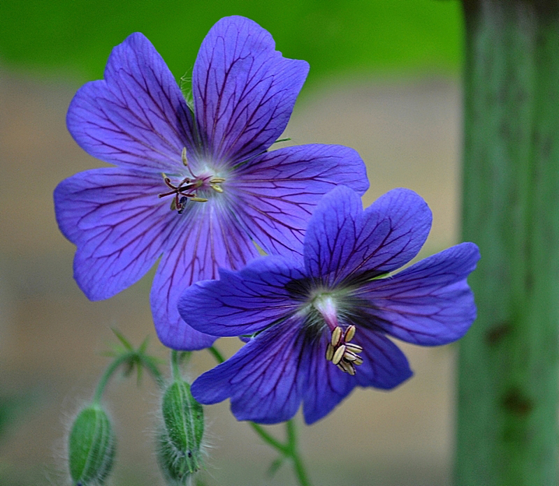 Blauer Storchenschnabel