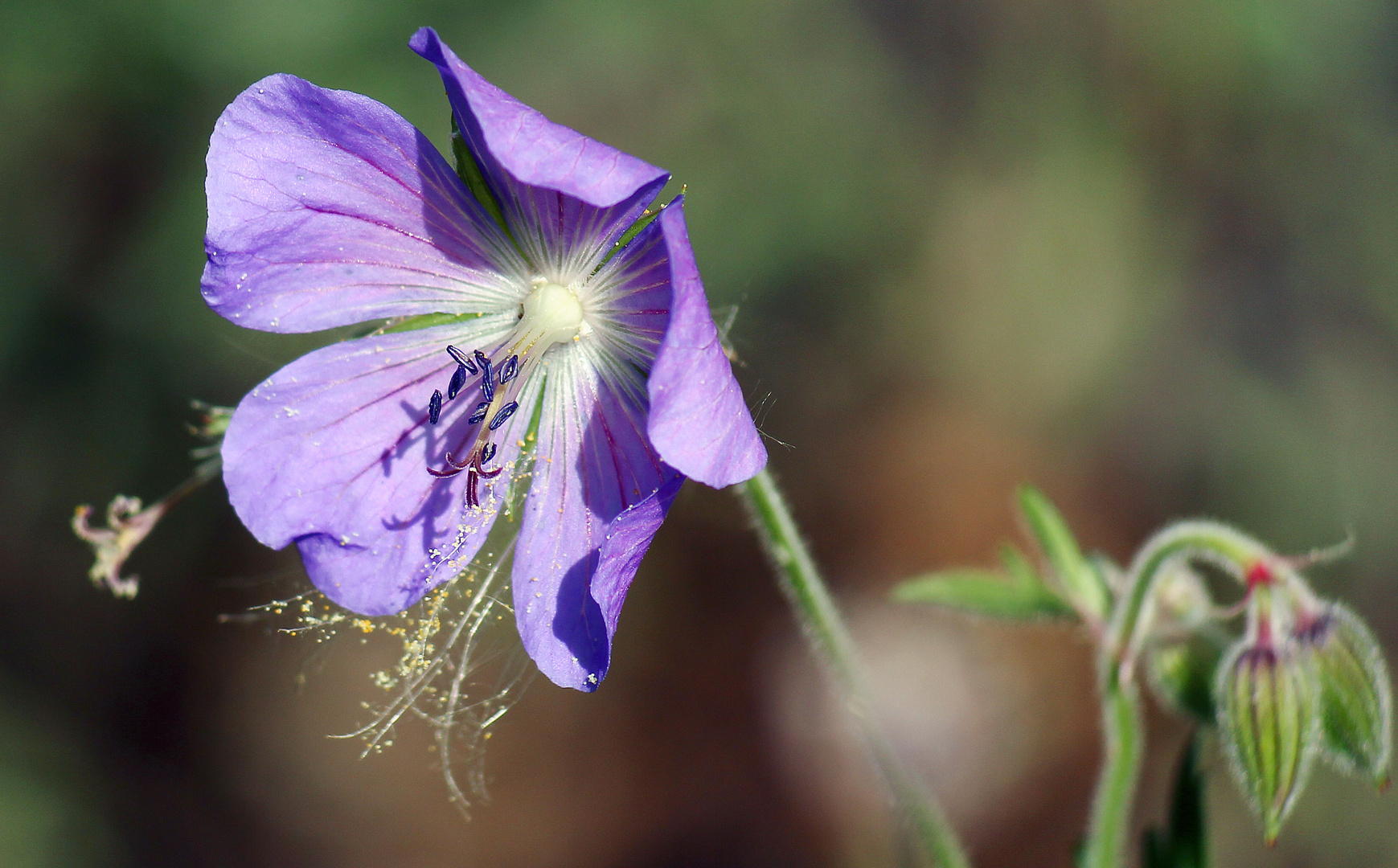 blauer Storchenschnabel