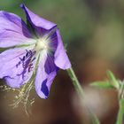 blauer Storchenschnabel