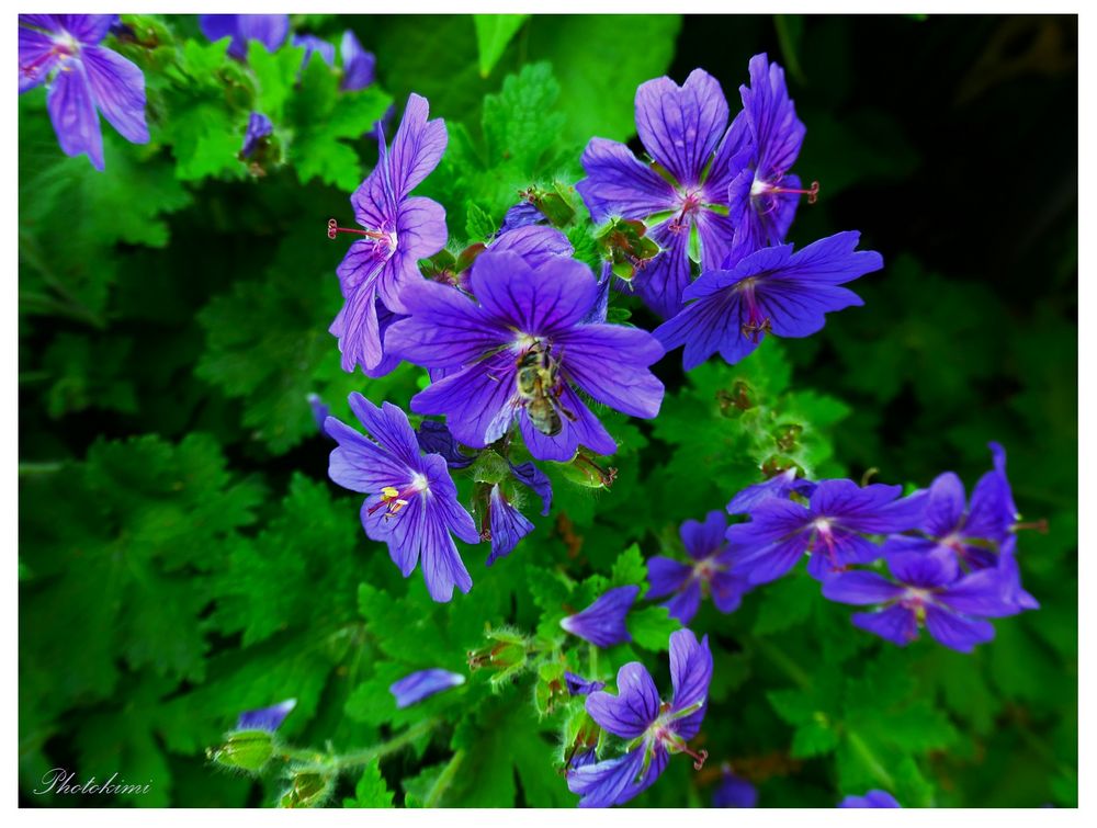 Blauer Storchschnabel Foto & Bild spezial, natur, pflanzen Bilder auf