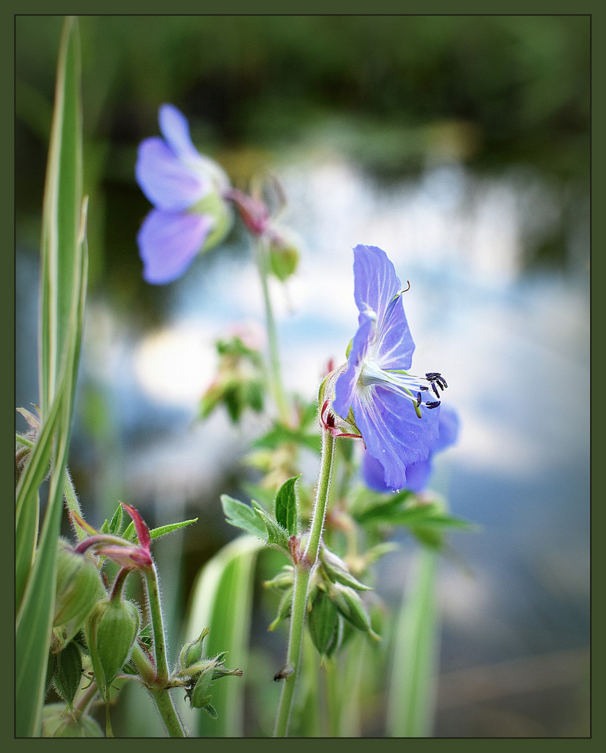 Blauer Storchschnabel am Teich....