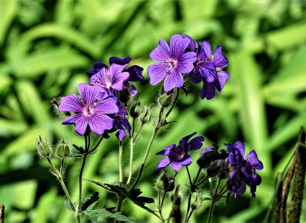 32+ Storchschnabel Blau Vorgarten, Wenn du eine staude suchst, die