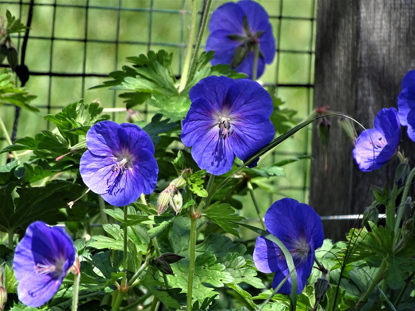 blauer Storchschnabel (Geranium wallichianum)