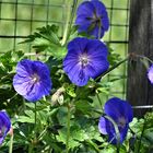 blauer Storchschnabel (Geranium wallichianum)