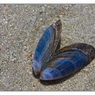 Blauer Strand-Schmetterling