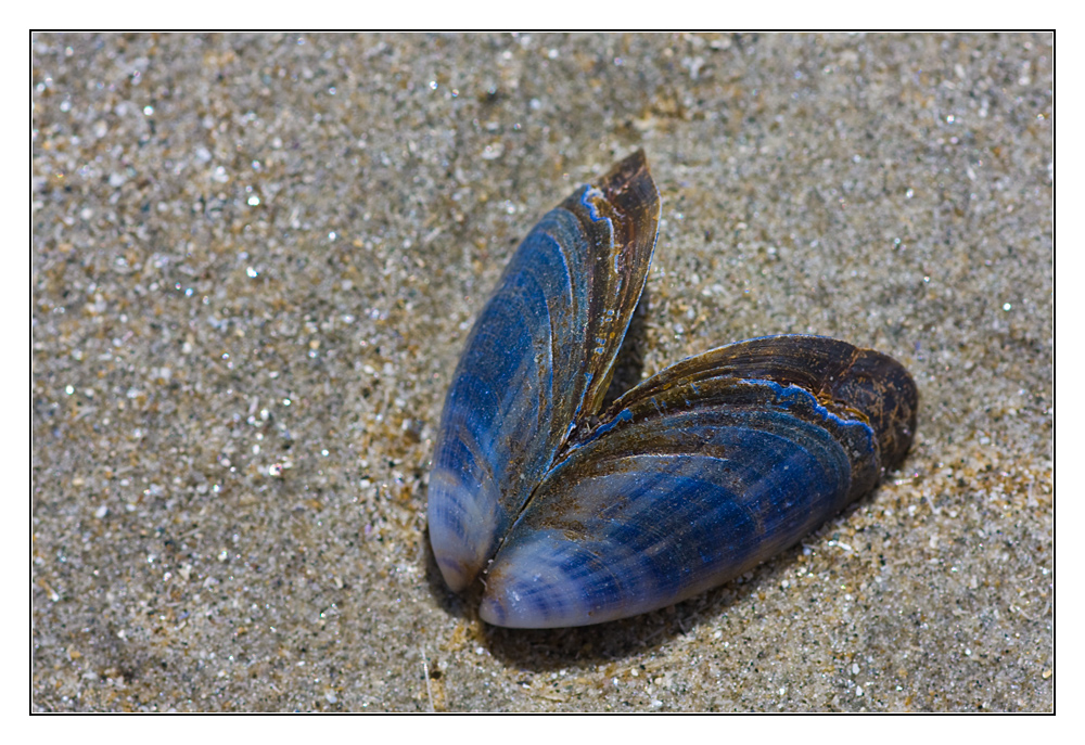 Blauer Strand-Schmetterling