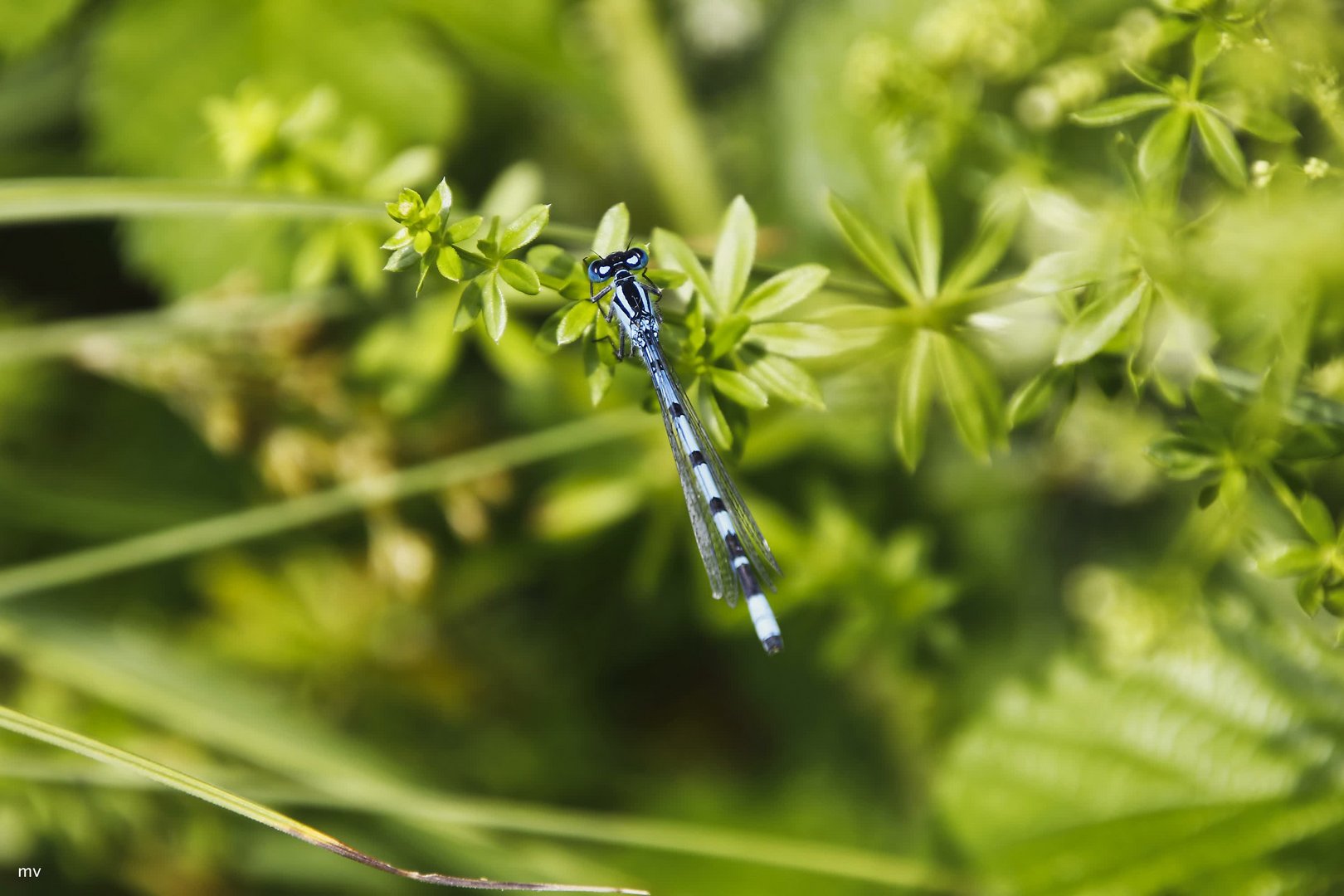 Blauer Strich