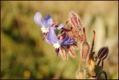 blauer taenzer...