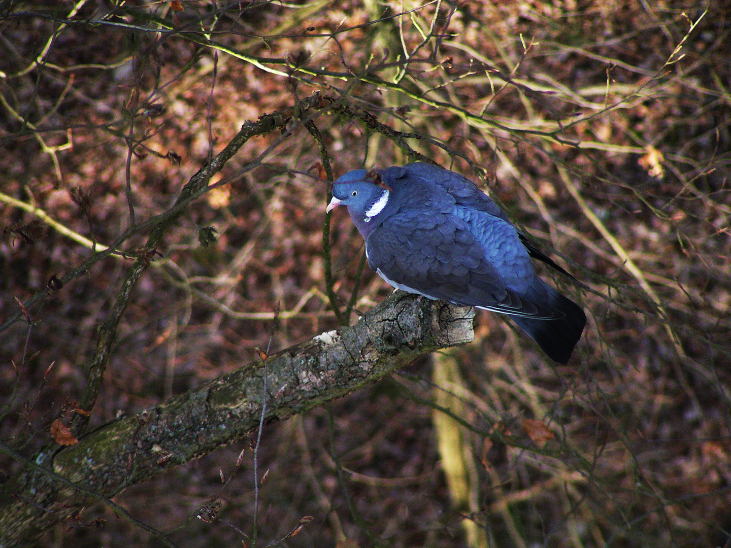 Blauer Täuberich