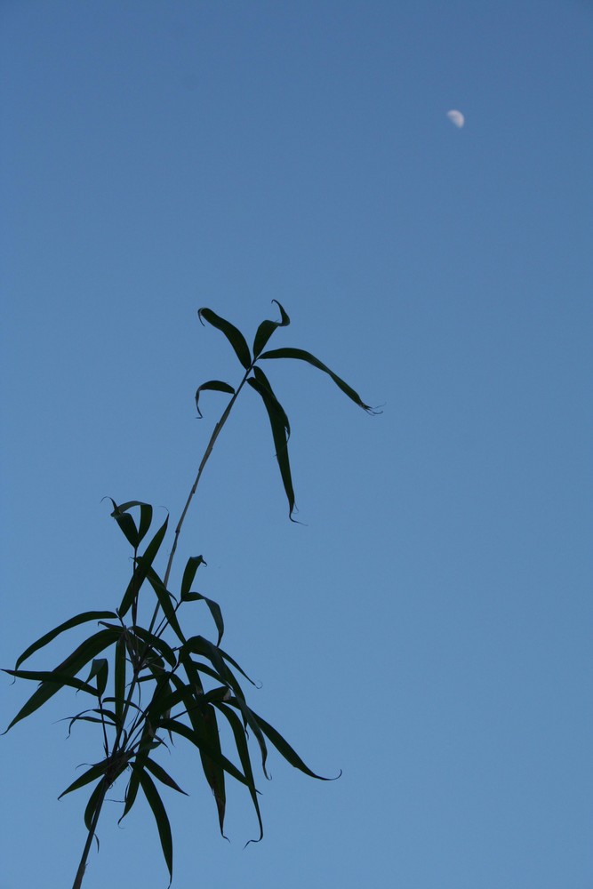 blau(er) Tag  (und dem Mond so fern)