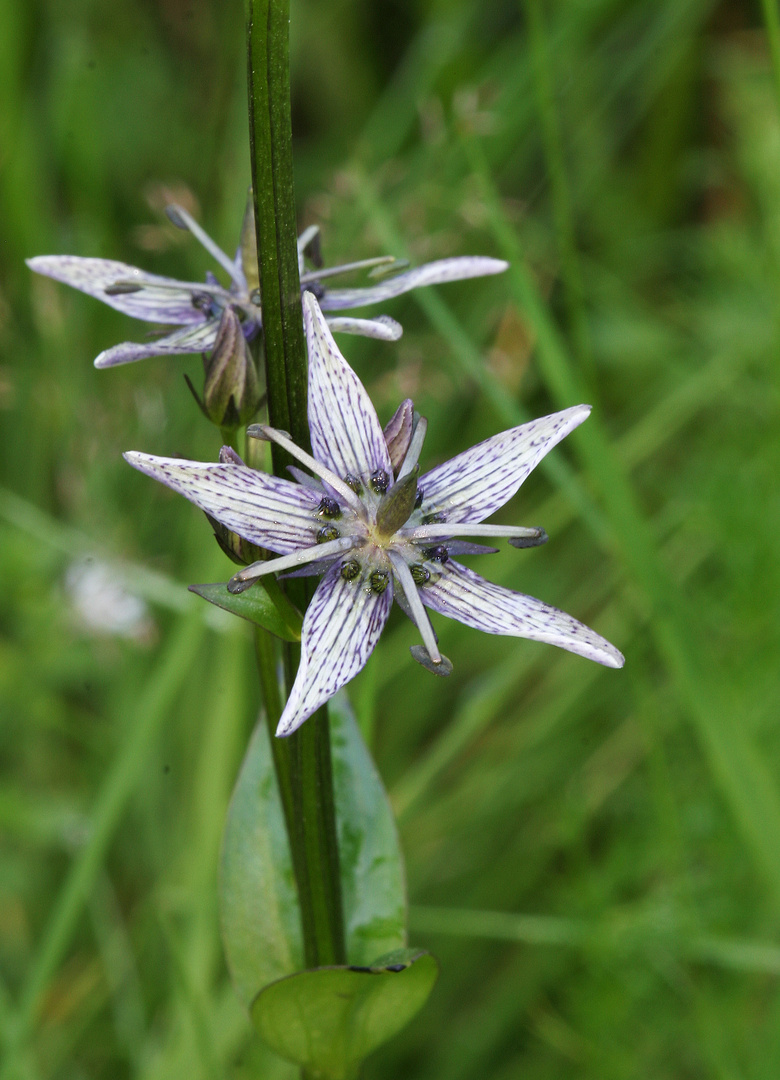 Blauer Tarant (Swertia perennis)