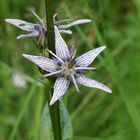 Blauer Tarant (Swertia perennis)