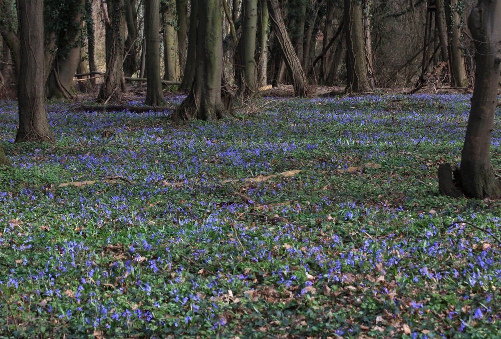 Blauer Teppich im Ennert