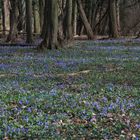 Blauer Teppich im Ennert