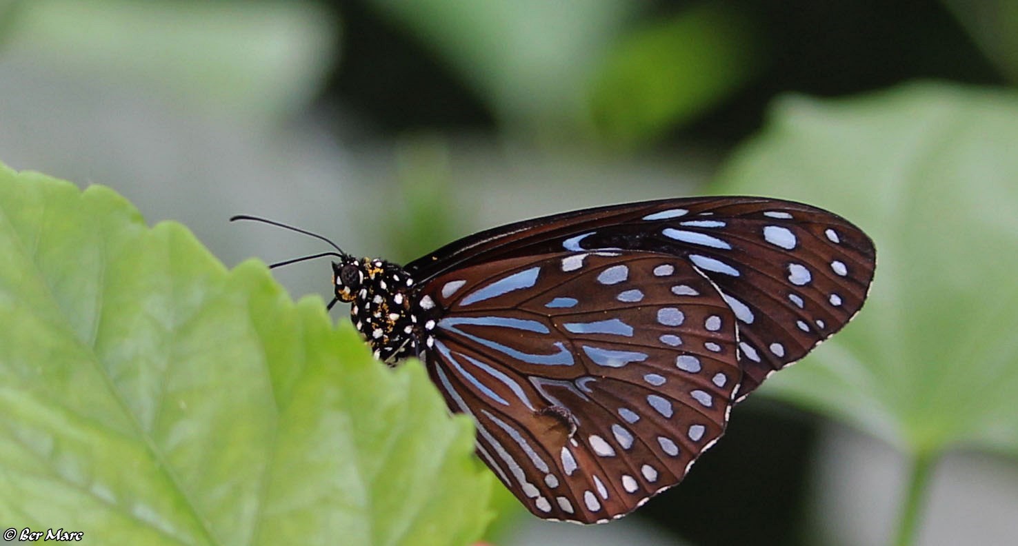 Blauer Tiger