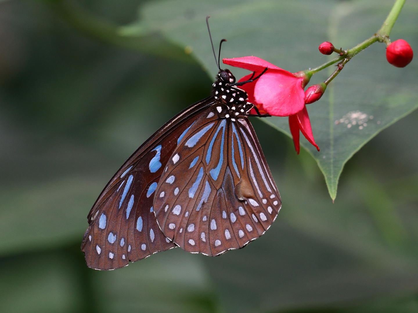 Blauer Tiger