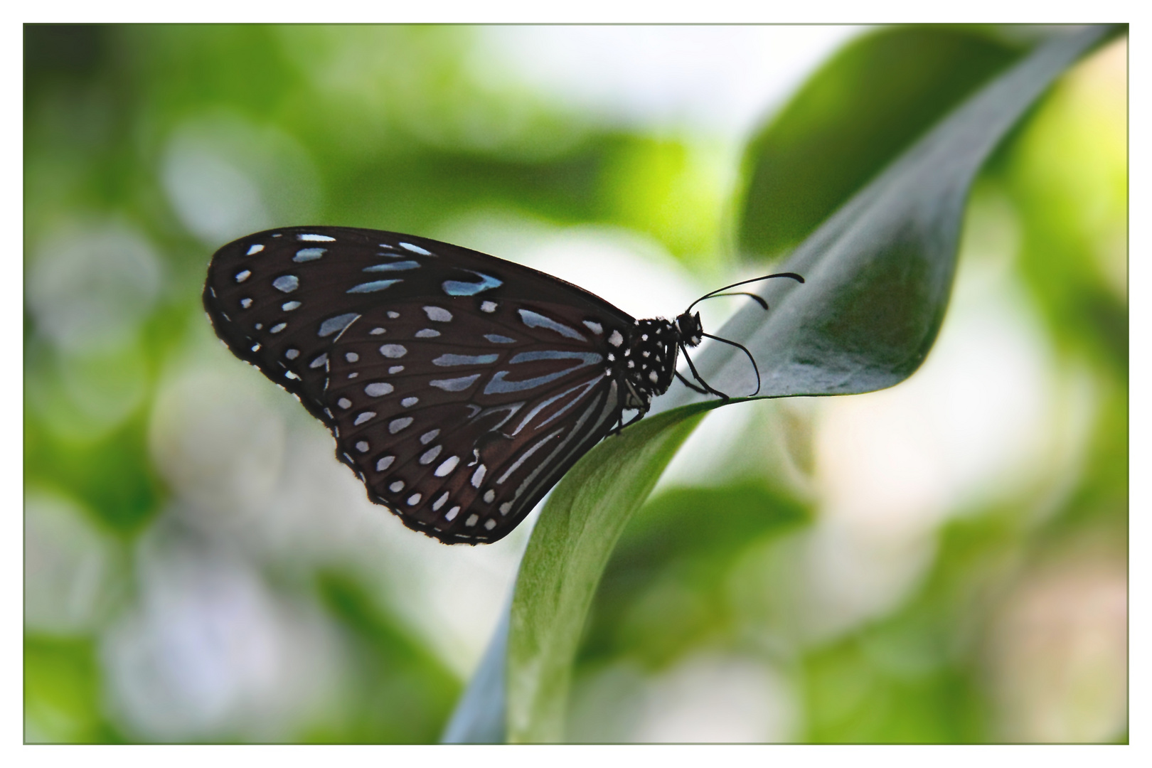 Blauer Tiger (Tirumala hamata)