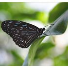 Blauer Tiger (Tirumala hamata)