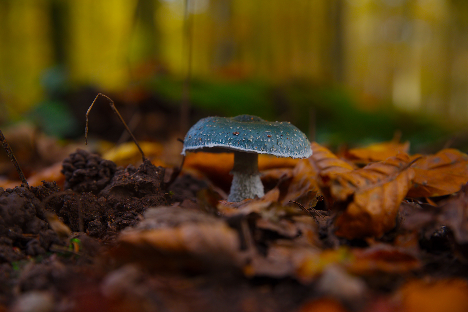 Blauer Träuschling