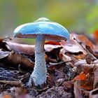 Blauer Träuschling (Strophaira Caerulea)