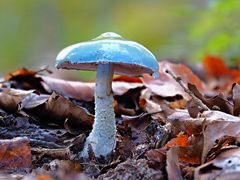 Blauer Träuschling (Strophaira Caerulea)