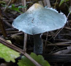 Blauer Träuschling (Stropharia caerulea) im Garten