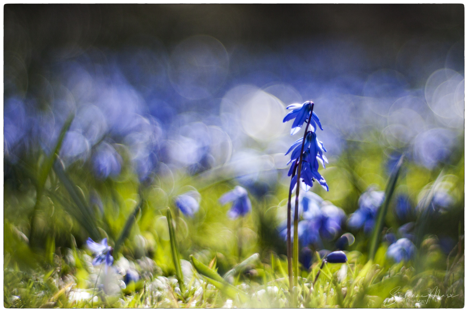 Blauer Traum auf grünem Grund