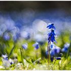 Blauer Traum auf grünem Grund