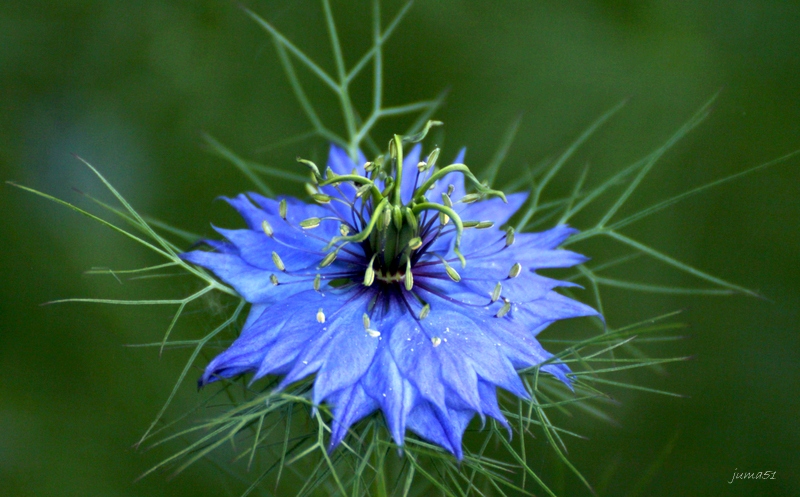 Blauer Traum in Grün