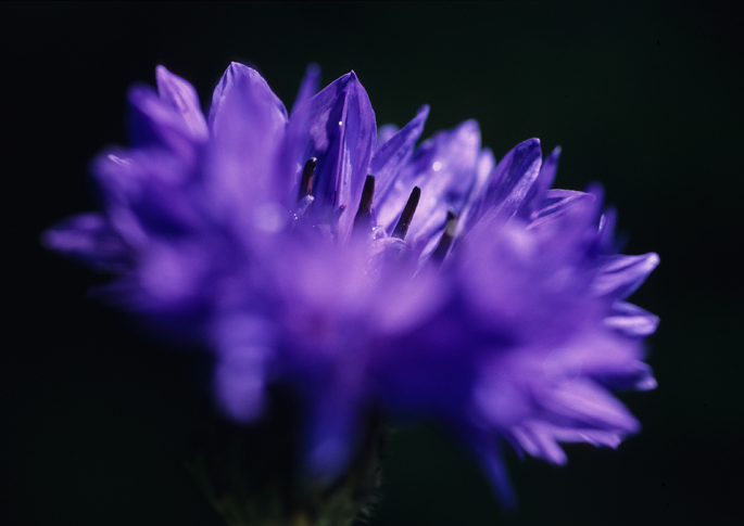 Blauer Traum. Oder: Die Idee einer Kornblume