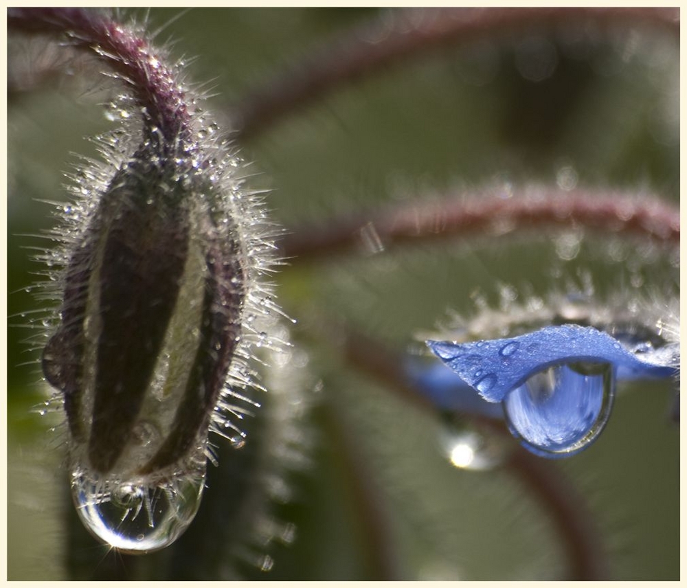 blauer tropfen