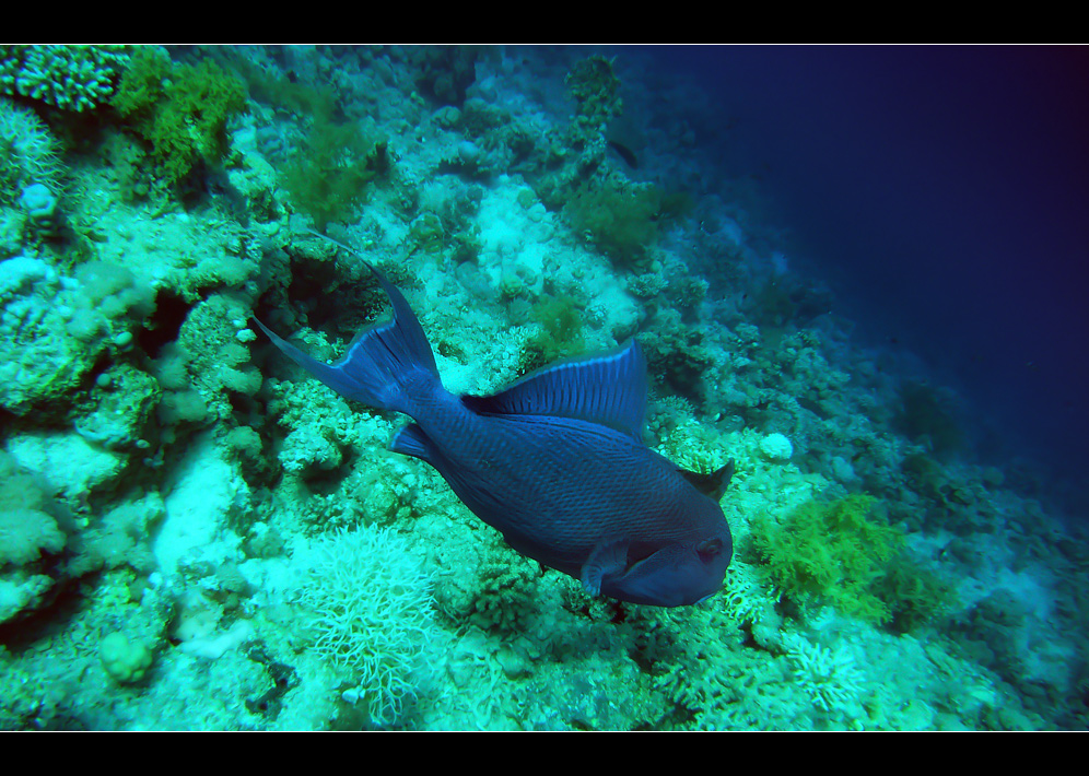 Blauer Tüpfel Drücker