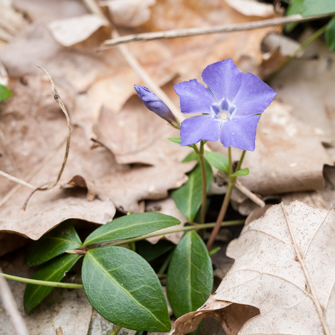 blauer Tupfer im Wald