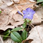 blauer Tupfer im Wald