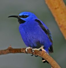 Blauer unbekannter Vogel
