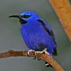 Blauer unbekannter Vogel