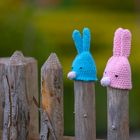 Blauer und pinker Hase