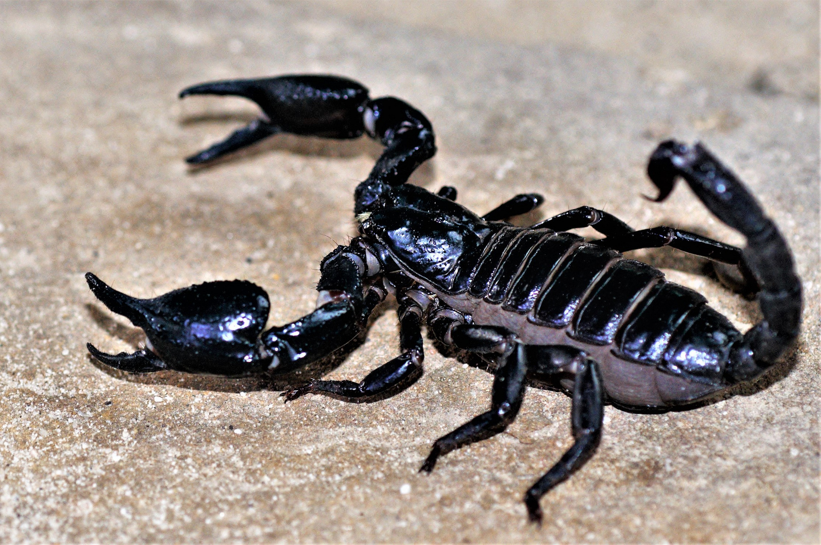 Blauer uruguayischer Scorpion